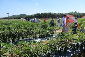 Brinjal plots