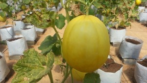 Jade melon. Big ?