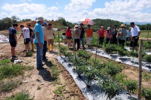 Looking at the chilli plots attentively.