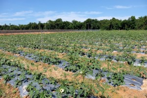 Okra plots.