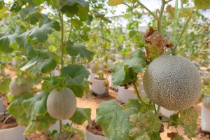 Rock melon.