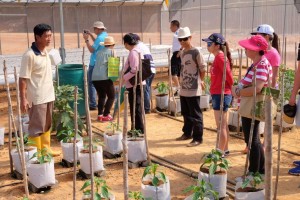 The Farm Manager, Mr Jackie Wang, briefed the members on the cultivation cherry tomatoes.